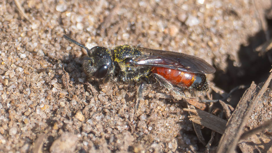Sphecodes monilicornis.jpg
